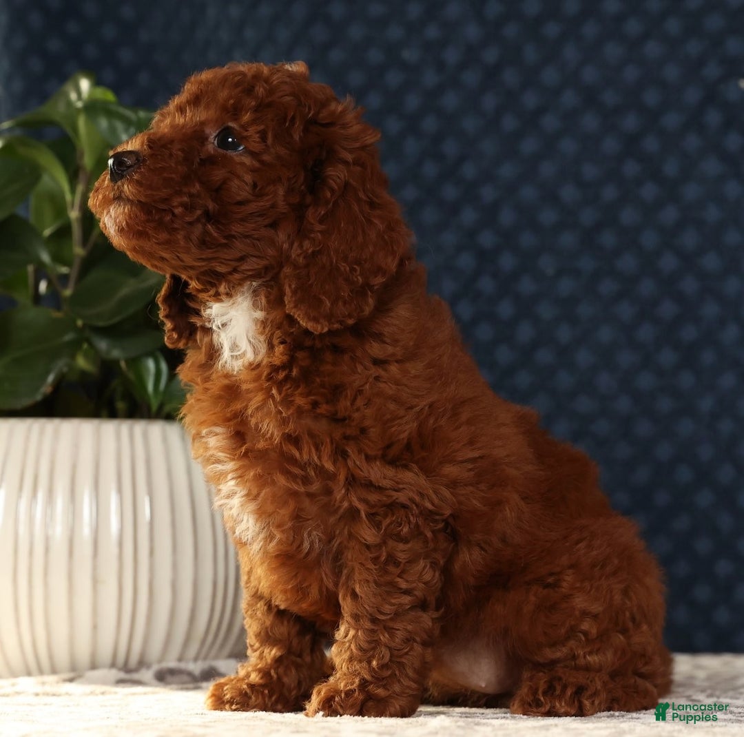 Miniature Poodle dogs for sale: Sasha - Ad 6