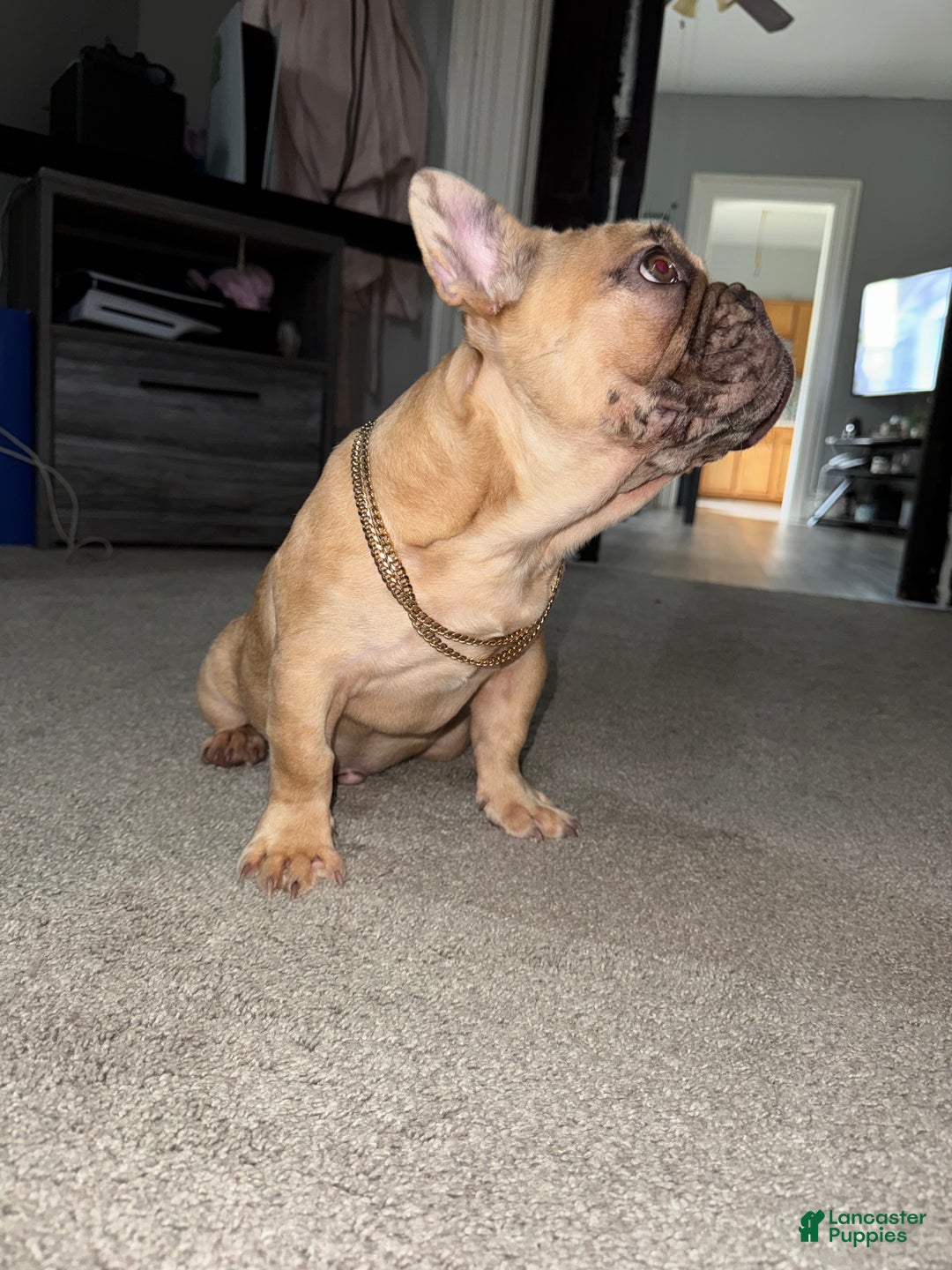 French Bulldog dogs for sale: Pablo - Ad 2