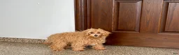 Maltipoo dogs for sale: Candy - Ad 11