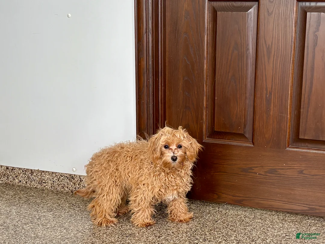 Maltipoo dogs for sale: Candy - Ad 11