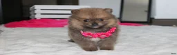 Pomeranian dogs for sale: Zara - Ad 11