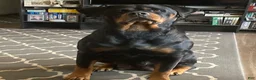 Rottweiler dogs for sale: Poseidon - Ad 27