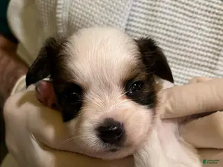 Papillon dogs Winston - Ad 4