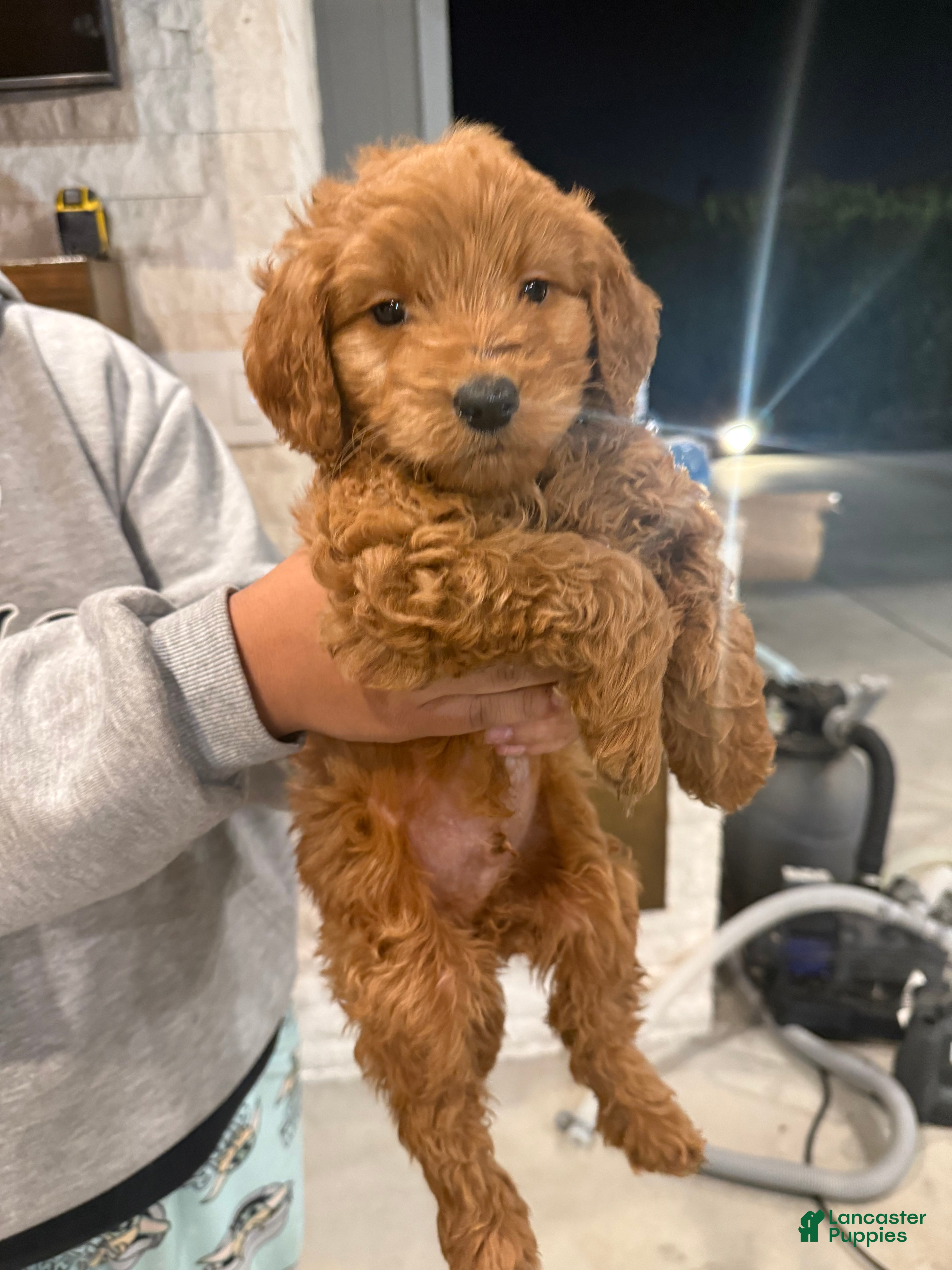 Goldendoodle dogs Goldendoodle Puppy 1 - Ad 1