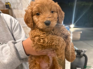 Goldendoodle dogs Goldendoodle Puppy 1 - Ad 1