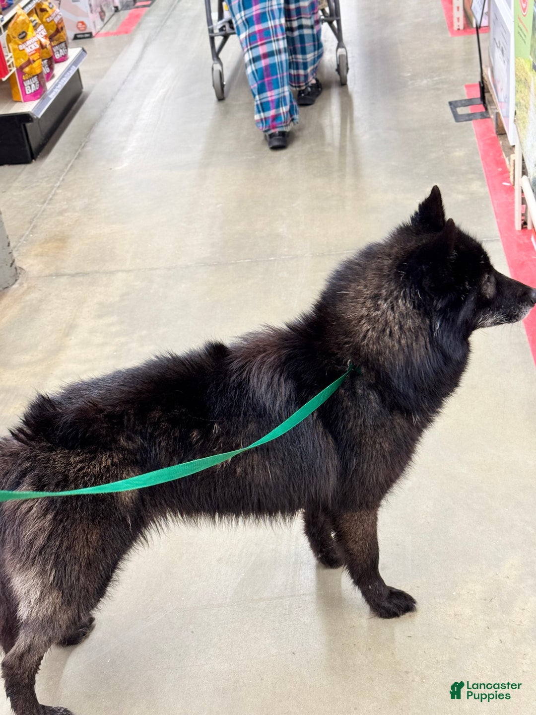 Siberian Husky dogs for sale: Carina - Ad 2