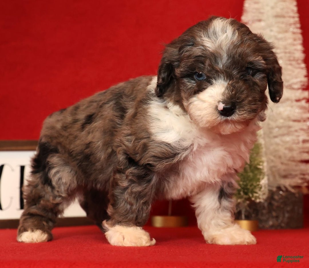 Miniature Poodle dogs for sale: Mason - Ad 2