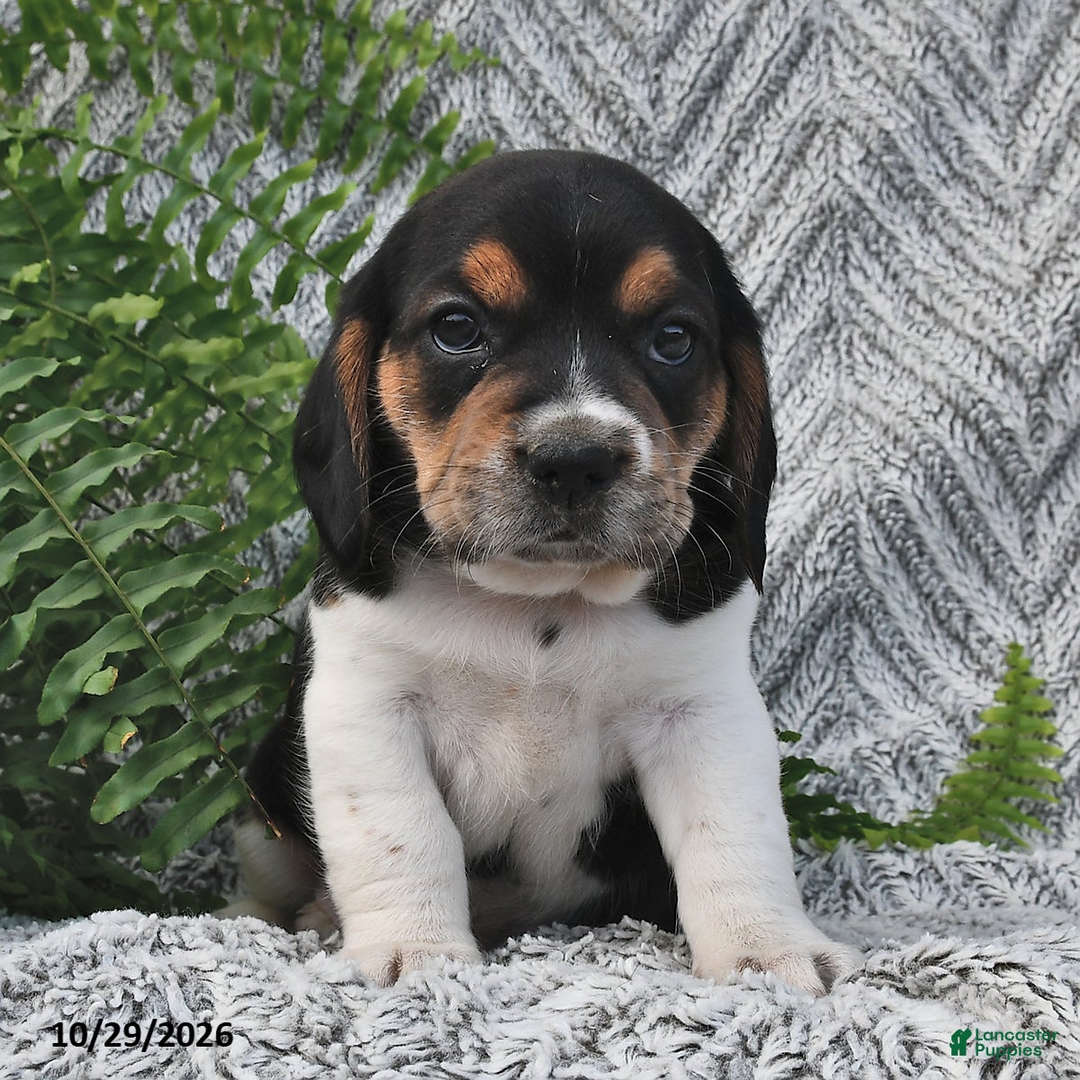 Mixed Breed dogs for sale: Lucky  - Ad 2