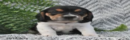 Mixed Breed dogs for sale: Lucky  - Ad 2