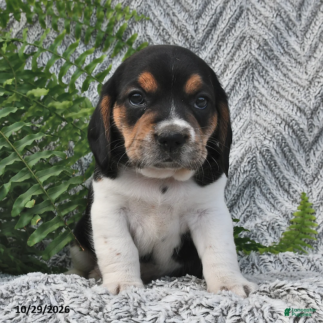 Mixed Breed dogs for sale: Lucky  - Ad 2