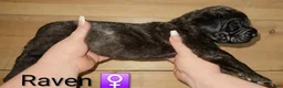 English Mastiff dogs for sale: Raven - Ad 4