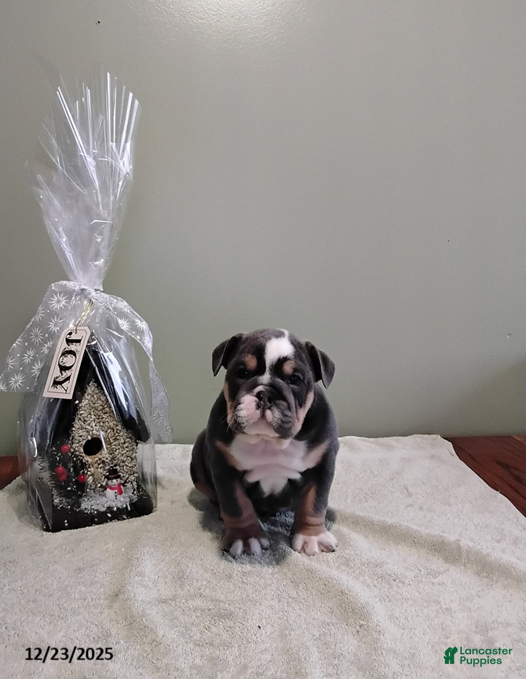 English Bulldog dogs for sale: Tyler - Ad 1