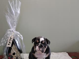 English Bulldog dogs Tyler - Ad 25