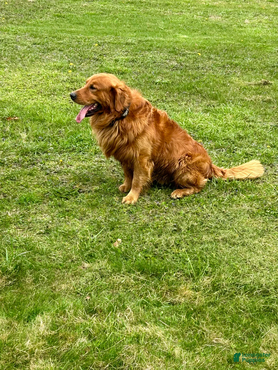 Golden Retriever dogs for sale: Prince  - Ad 14