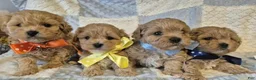 Maltipoo dogs for sale: Lexxie - Ad 9