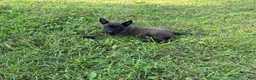 Belgian Malinois dogs for sale: Sherlock Holmes (brown) - Ad 4