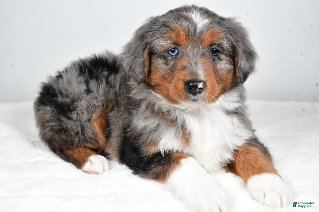 Miniature Australian Shepherd dogs for sale: Richie - Ad 7