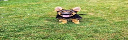 German Shepherd dogs for sale:  Prince - Ad 1