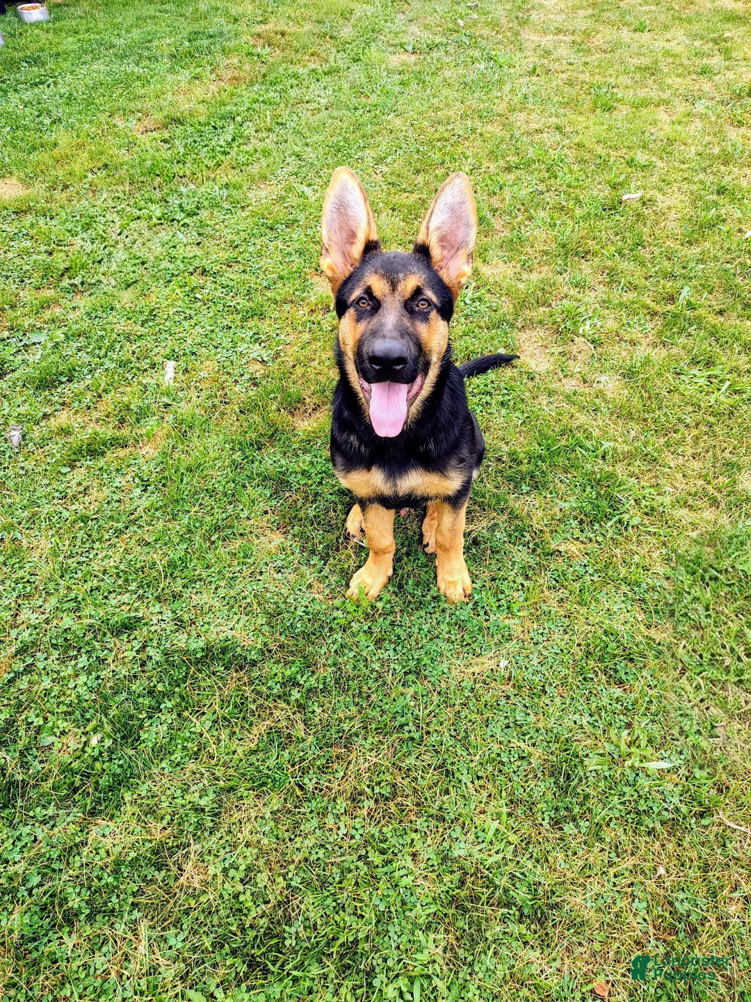 German Shepherd dogs for sale:  Prince - Ad 1