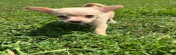 Chihuahua dogs for sale: Butterball - Ad 2