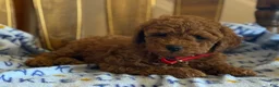 Cavapoo dogs for sale: Curly Dreamer - Ad 2