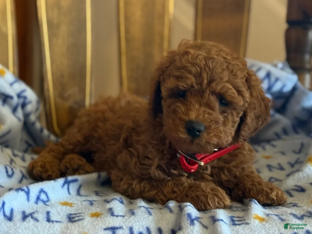 Cavapoo dogs for sale: Curly Dreamer - Ad 2