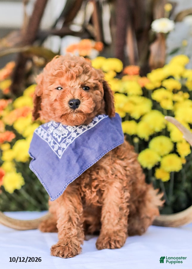 Miniature Poodle dogs Timmy - Ad 2