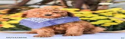 Miniature Poodle dogs for sale: Timmy - Ad 2