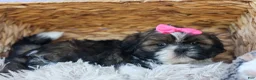 Shih Tzu dogs for sale: RUBY - Ad 16