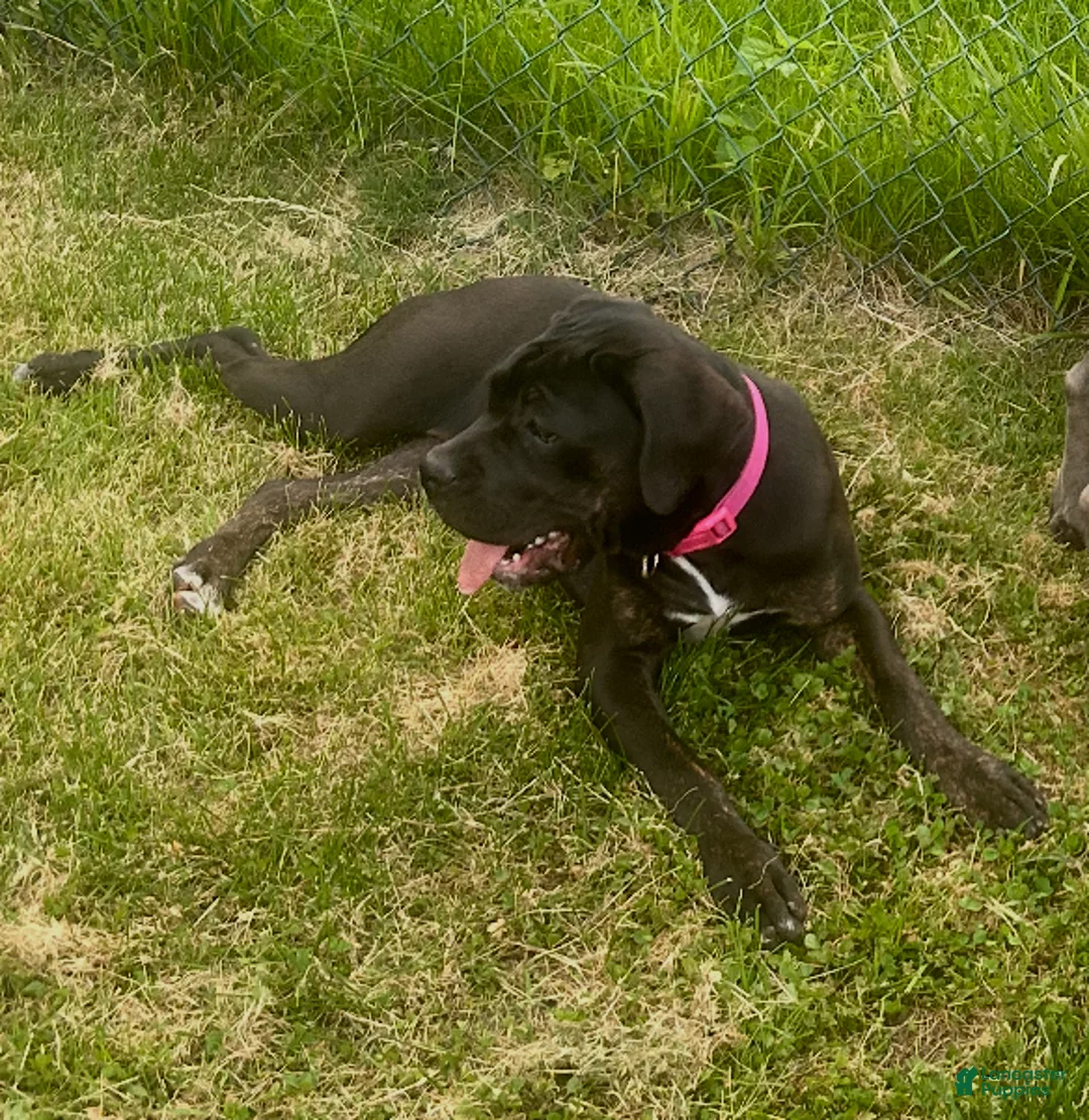 Cane Corso dogs for sale: Cane Corso Puppy 1 - Ad 2