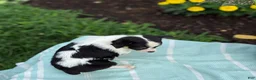 Chihuahua dogs for sale: Tiny - Ad 8