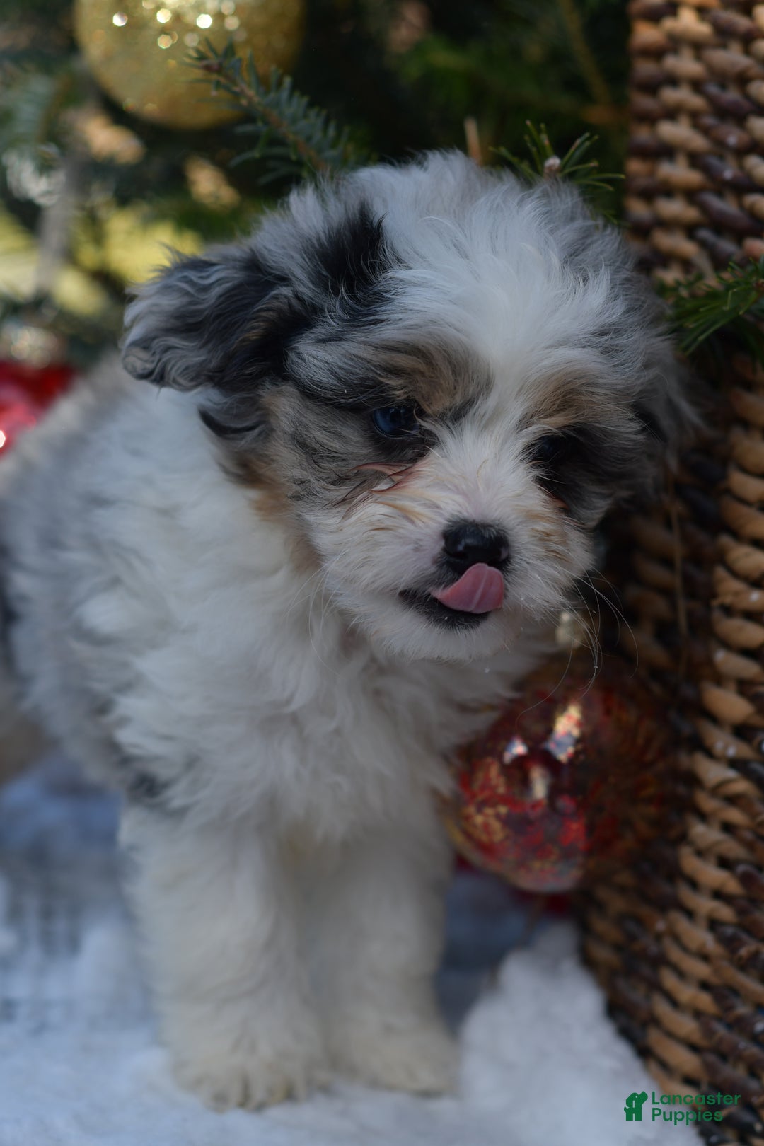 Mini Aussiedoodle dogs for sale: Cash - Ad 45