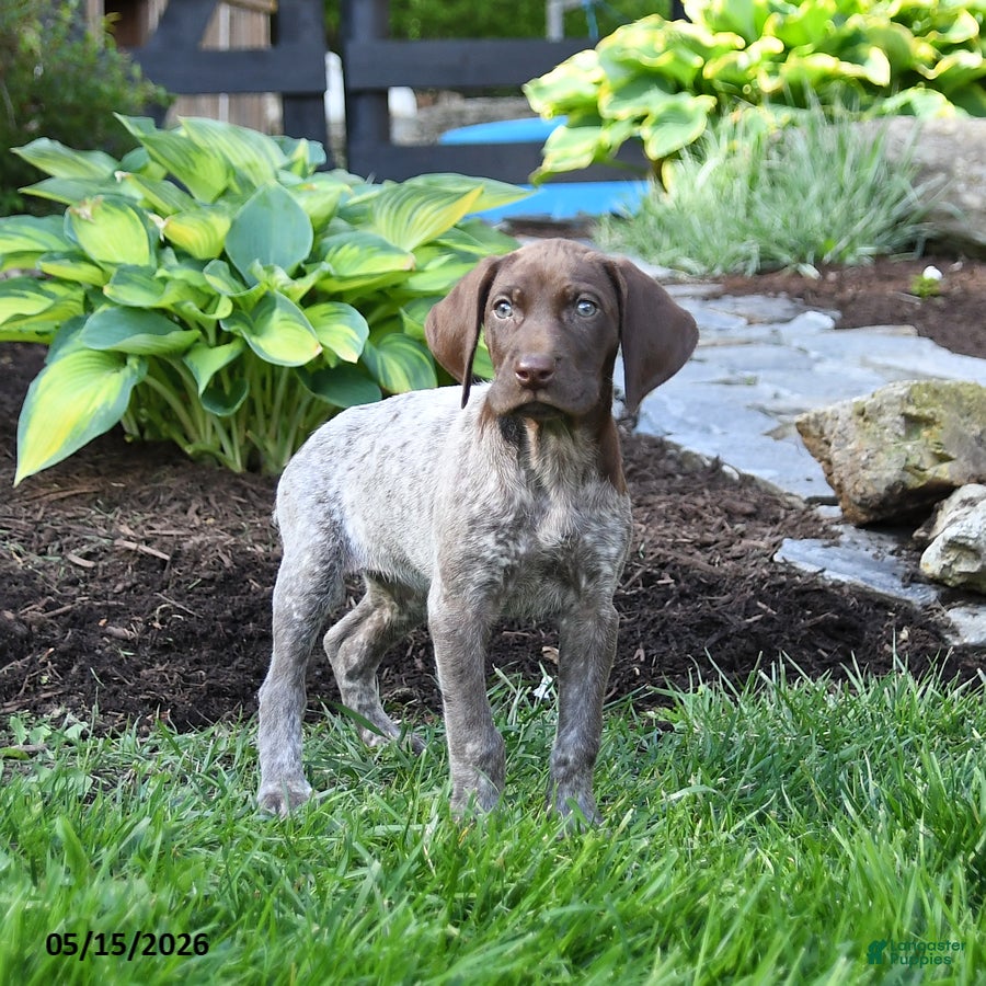 German Shorthaired Pointer dogs Patches - Ad 2