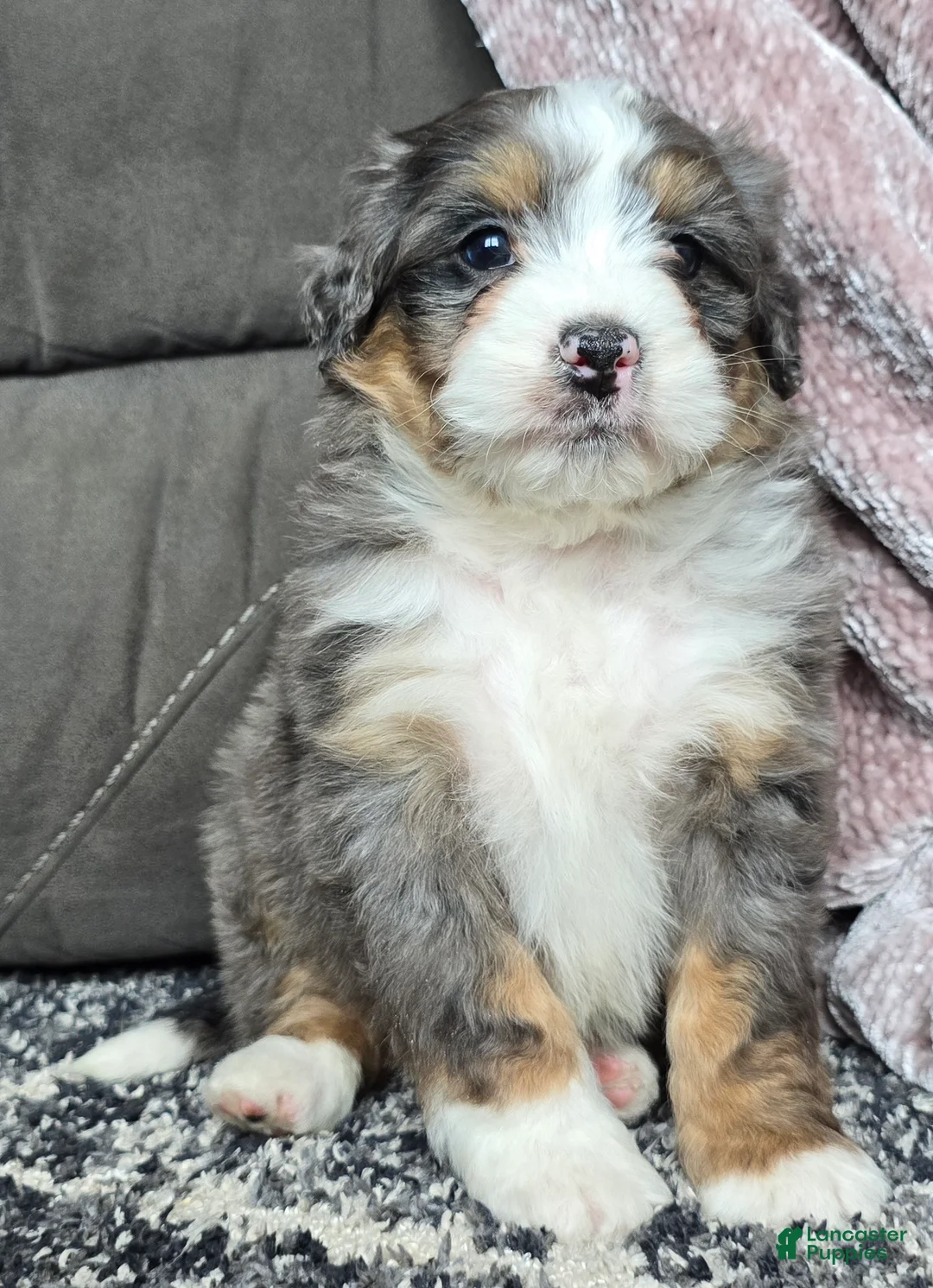 Mini Bernedoodle dogs for sale: Mini Archie - Ad 11