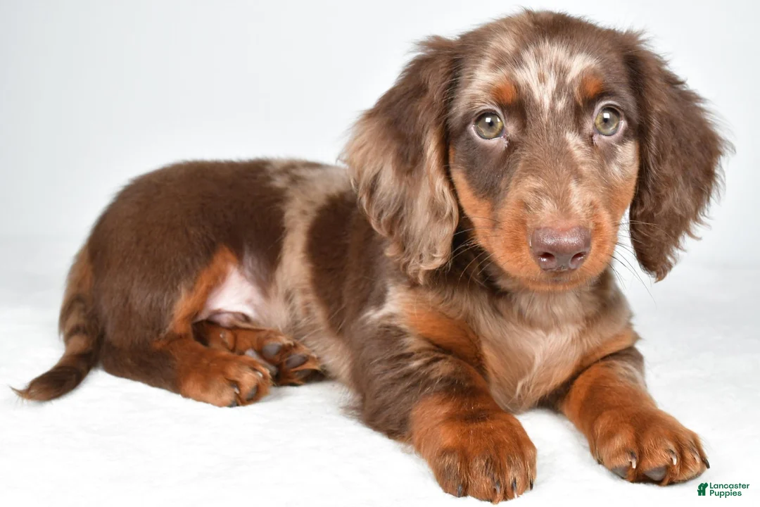 Dachshund dogs for sale: Max - Ad 8
