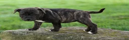 Staffordshire Bull Terrier dogs for sale: Melody 🎀 - Ad 12