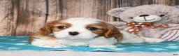 Cavalier King Charles Spaniel dogs for sale: Gizmo  - Ad 12