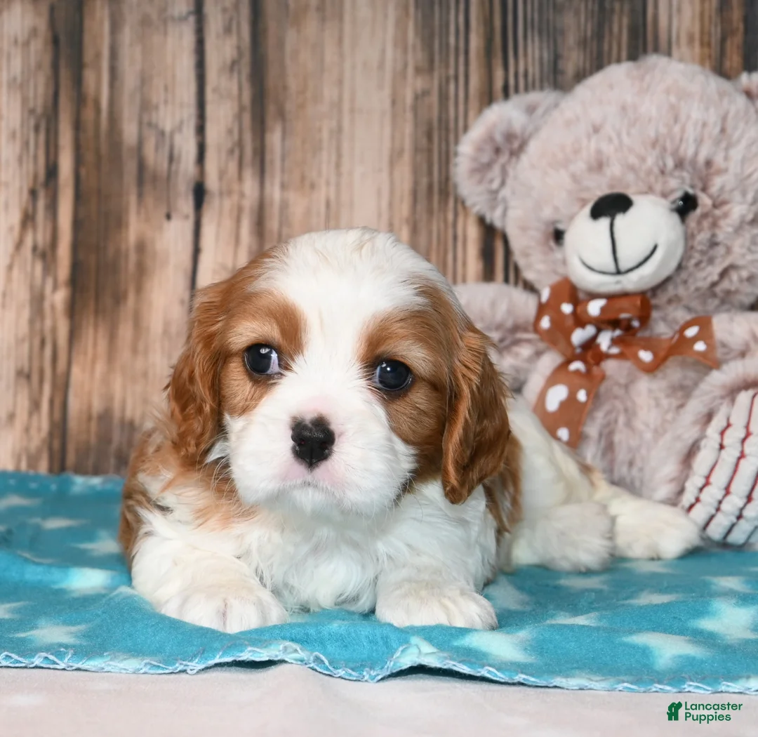 Cavalier King Charles Spaniel dogs for sale: Gizmo  - Ad 12