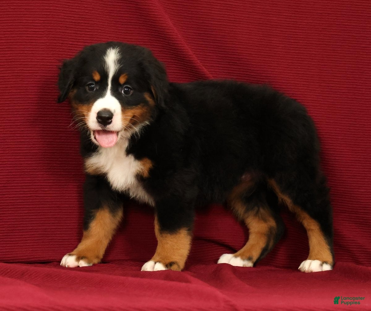 Bernese Mountain Dog dogs Flower - Ad 1