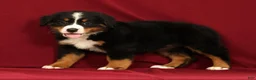 Bernese Mountain Dog dogs for sale: Flower - Ad 1