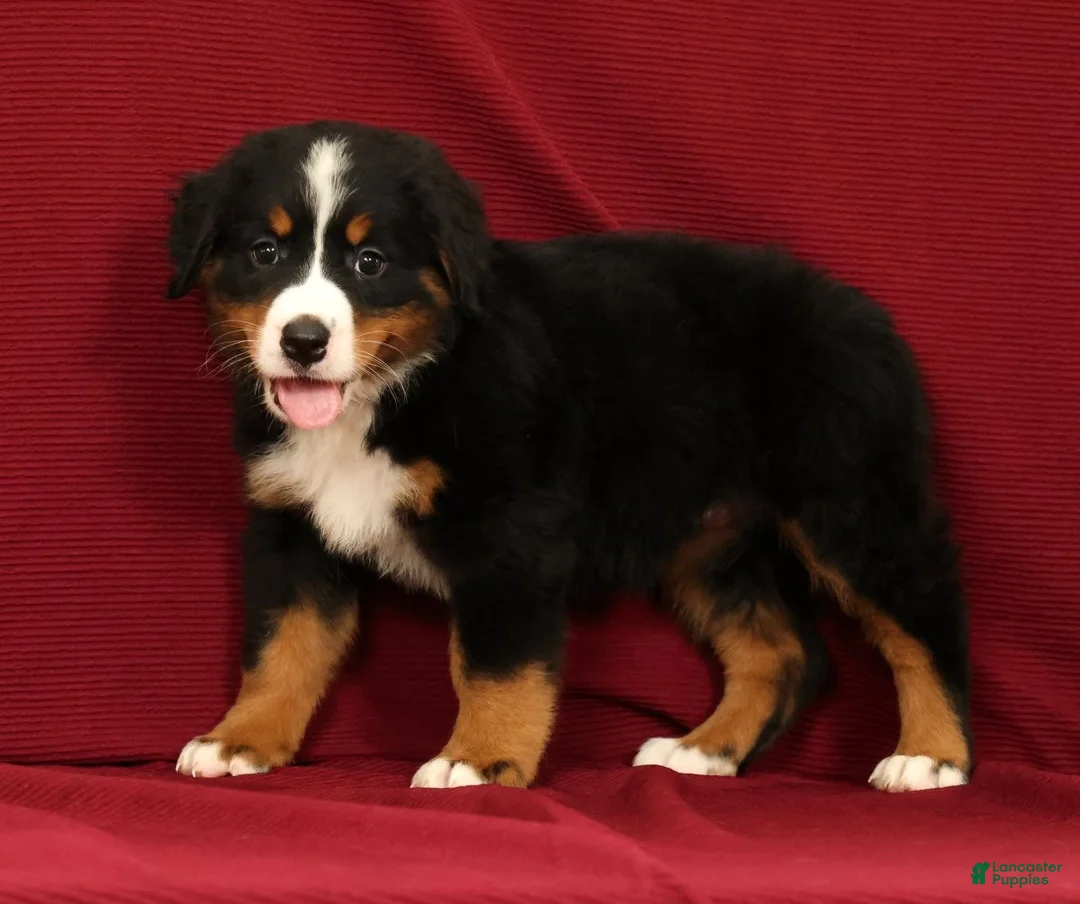Bernese Mountain Dog dogs for sale: Flower - Ad 1