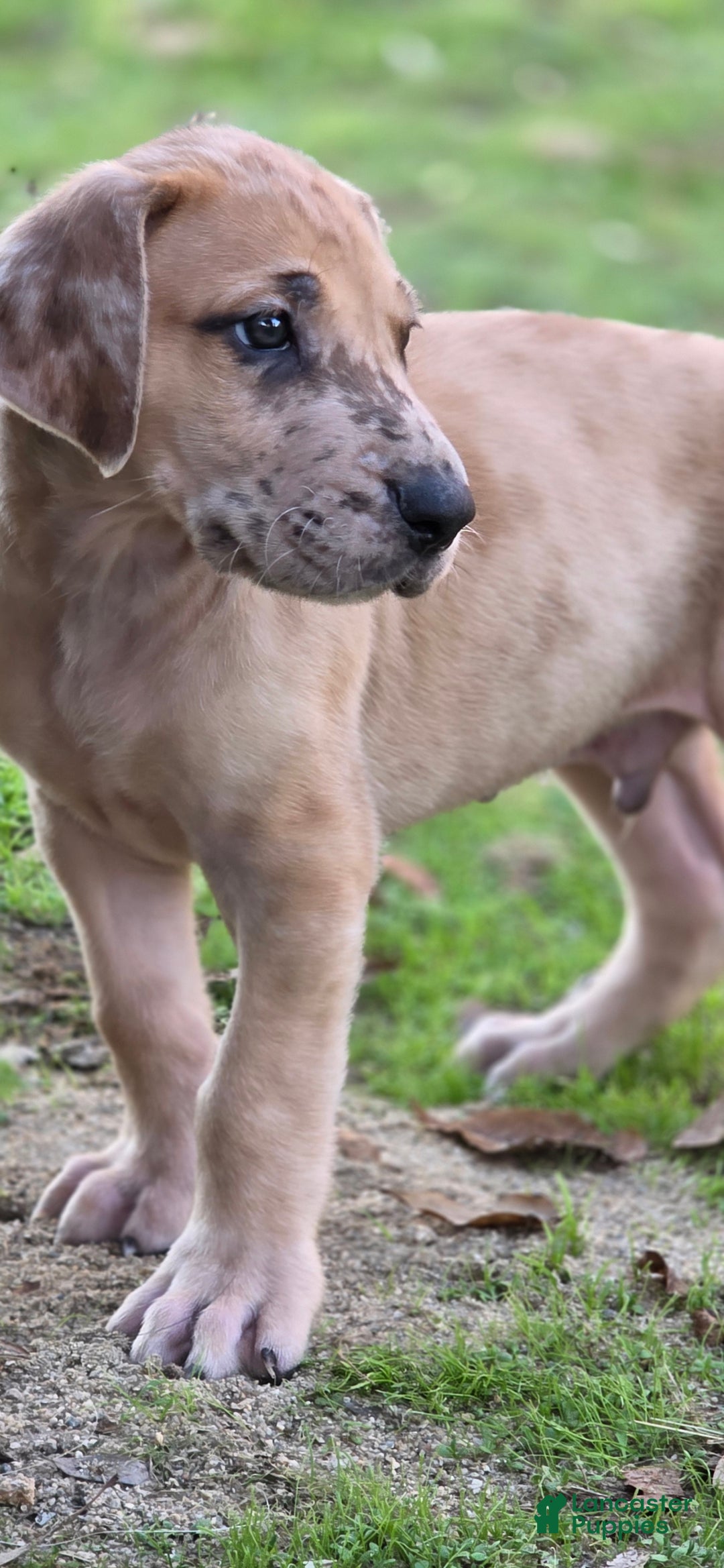 Great Dane dogs for sale: Taj - Ad 7