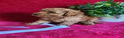 Miniature Poodle dogs for sale: Captain - Ad 6
