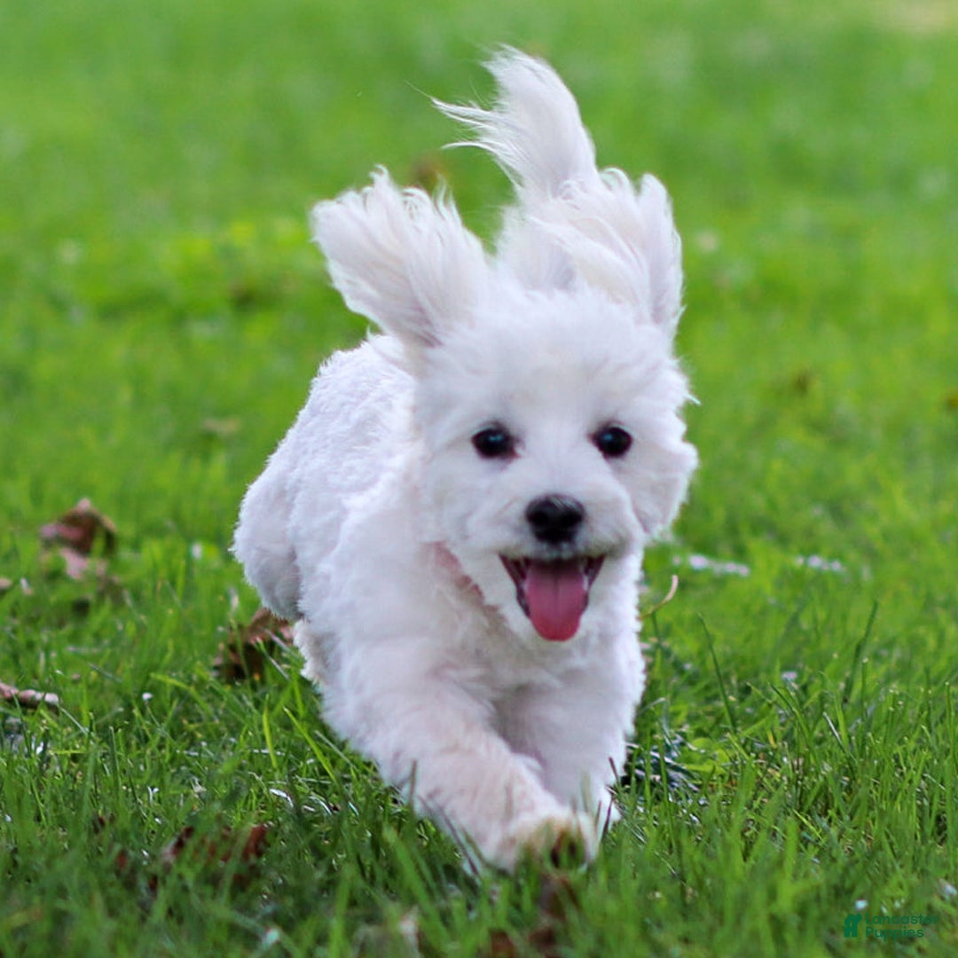 Maltese dogs for sale: Sterling - Ad 3