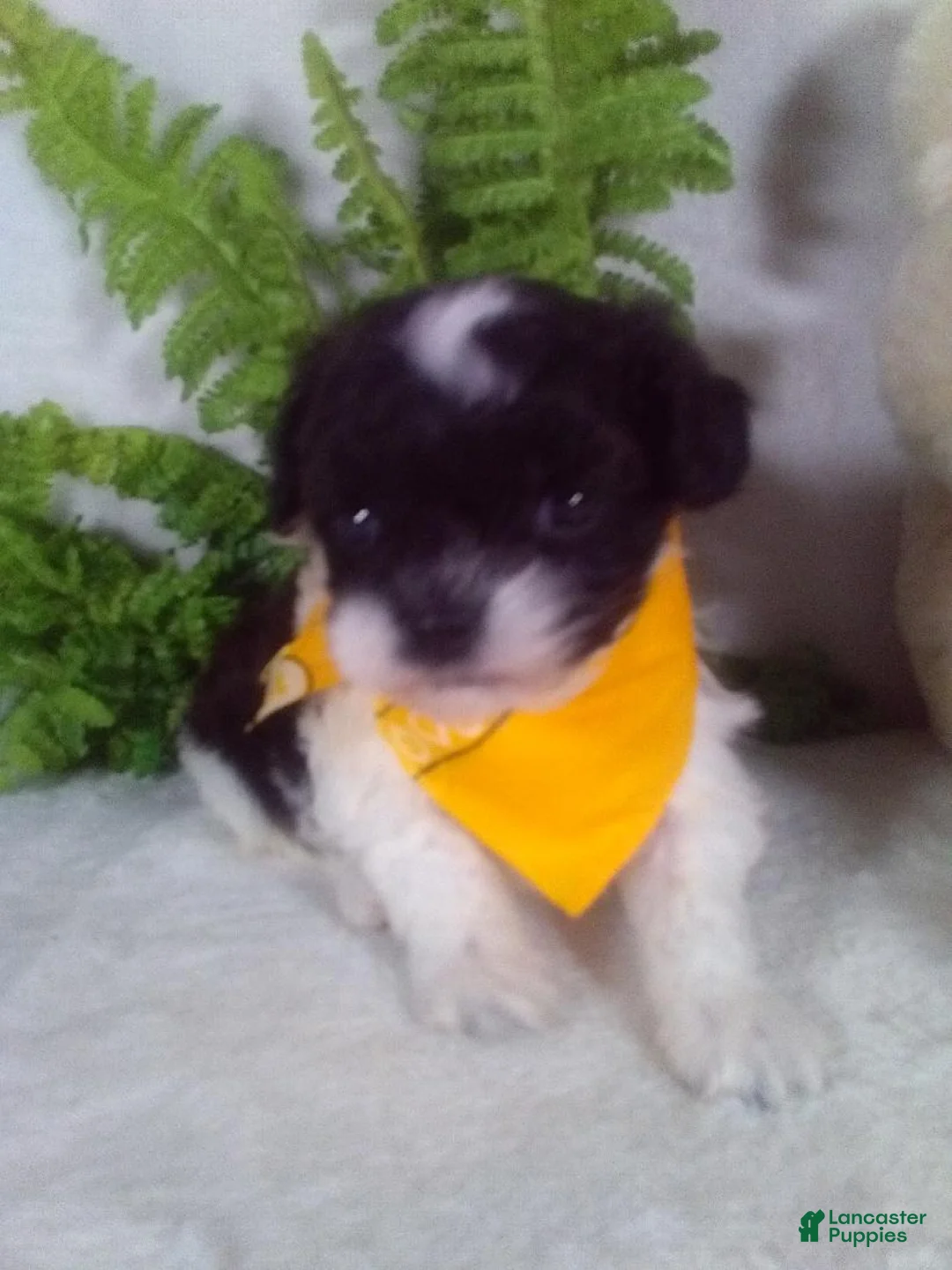 Shihpoo dogs for sale: Kit - Ad 2