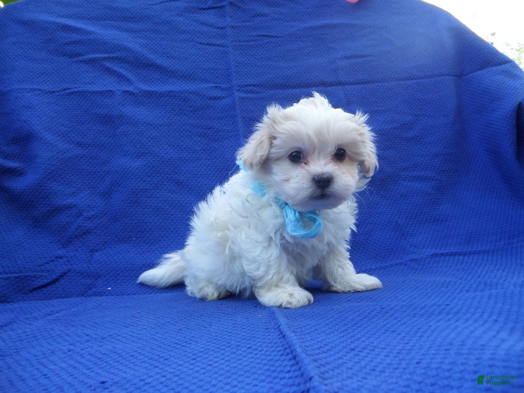 Maltipoo dogs for sale: Oscar - Ad 1