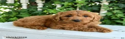 Mini Goldendoodle dogs for sale: Woolly - Ad 3