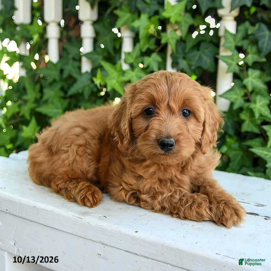 Mini Goldendoodle dogs for sale: Woolly - Ad 3