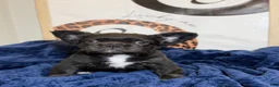 French Bulldog dogs for sale: Prada - Ad 7