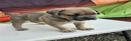 Cane Corso dogs for sale: ZEUS - Ad 3